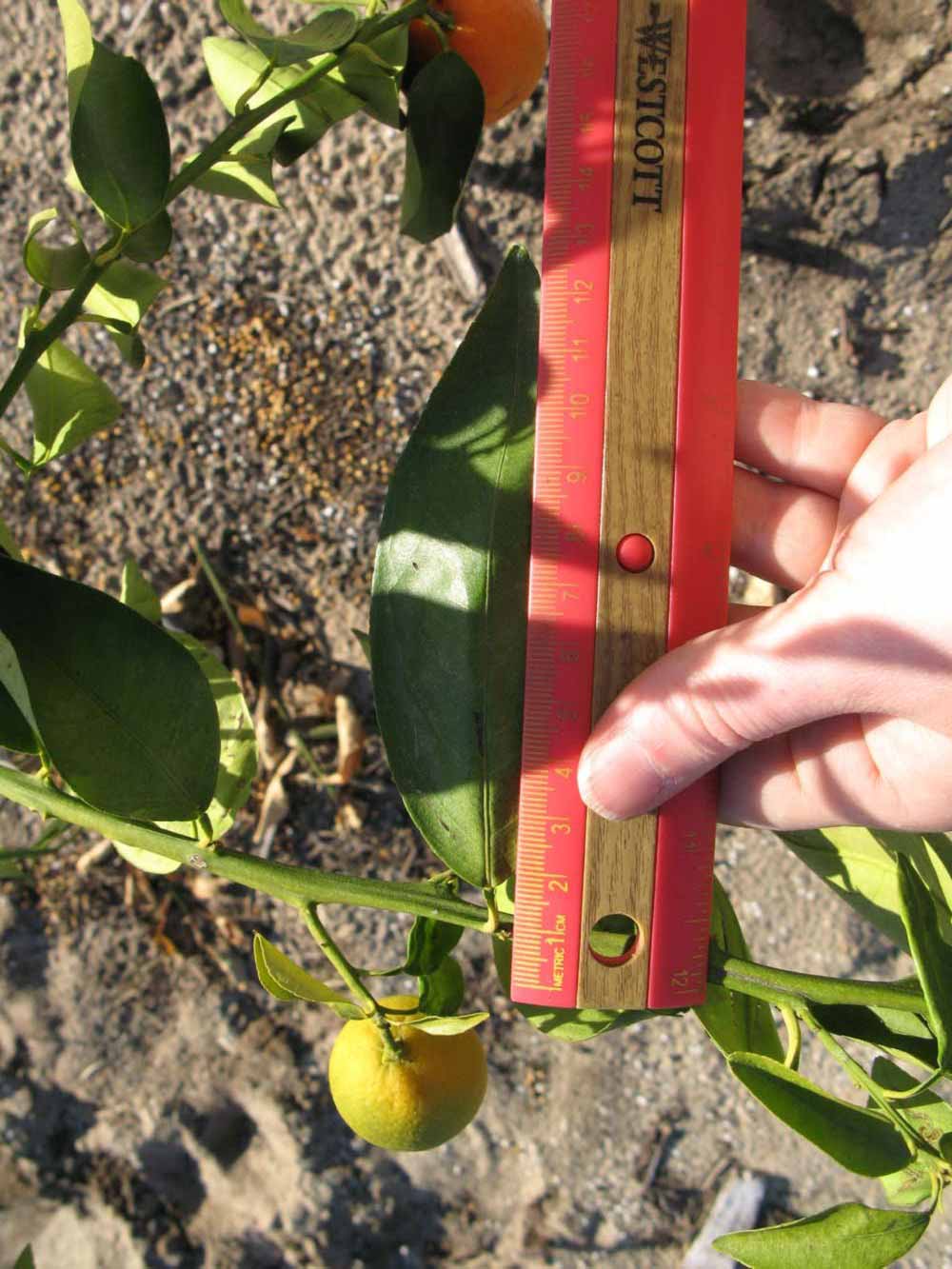              Unifoliolate leaf (Winter Haven, FL)       